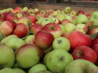 Ekskursja do sadu w Żywocicach